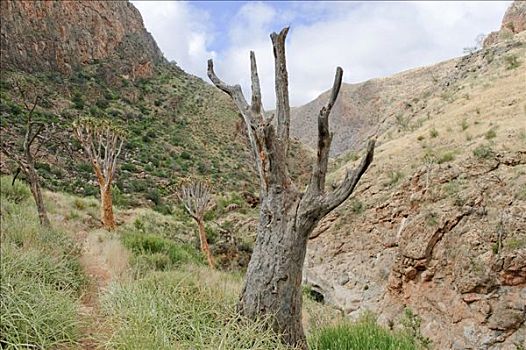 抖树,箭筒树,二歧芦荟,峡谷,纳米比亚,非洲