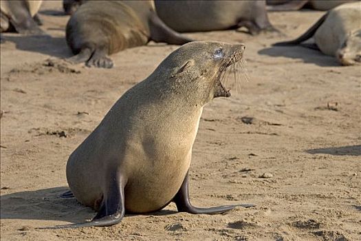 年轻,岬角毛海豹,毛海狮,叫,克罗斯角,大西洋海岸,纳米比亚