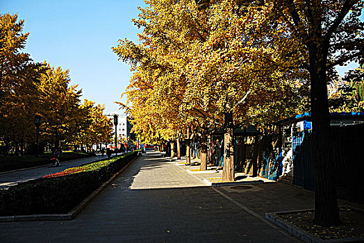 地坛公园道路旁金黄色的银杏树