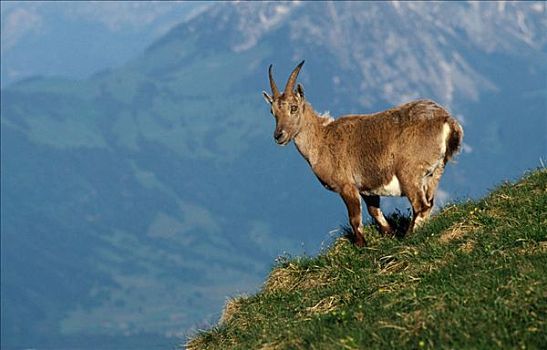 阿尔卑斯野山羊,雌性,瑞士,羱羊,阿尔卑斯山