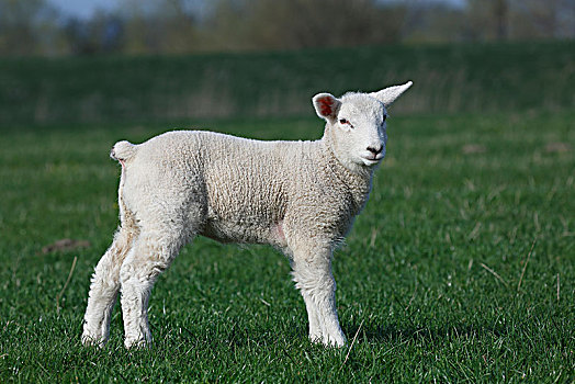 羊羔,家羊,绵羊,小动物,自然保护区,湿地,石荷州,德国,欧洲
