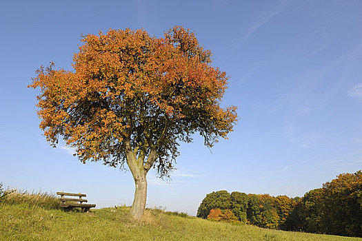 梨树,奥登瓦尔德,黑森州,德国