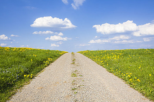 道路,蒲公英,瑞士