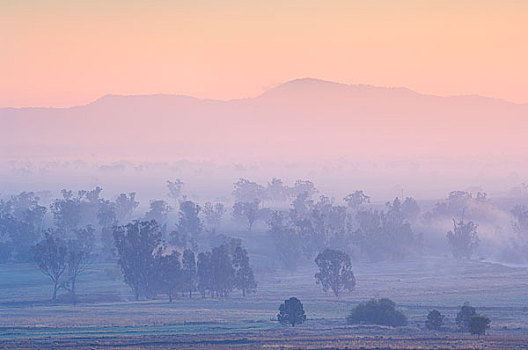 桉树,晨雾,新南威尔士,澳大利亚