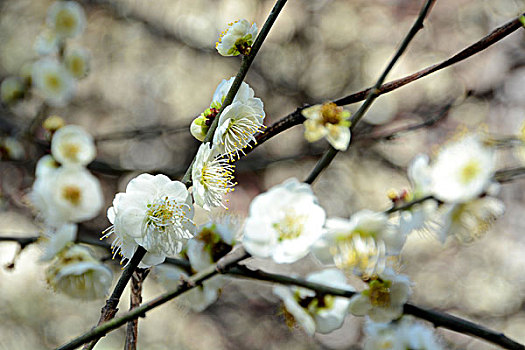 梅花