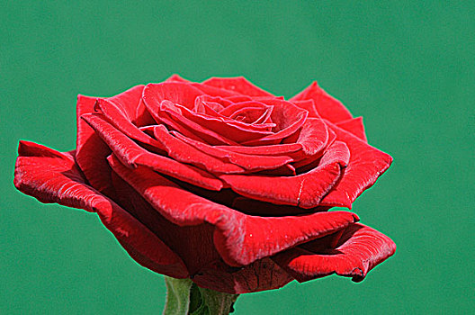红玫瑰,绿色背景