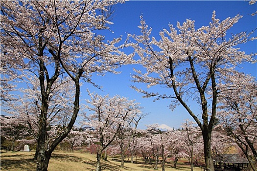 樱花,山,日本