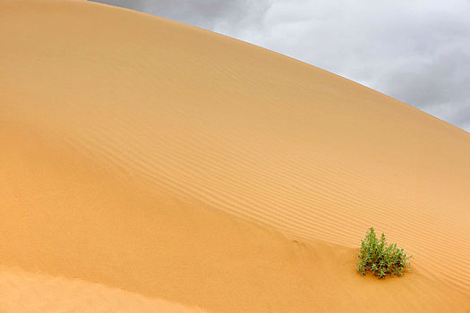 干旱的沙漠