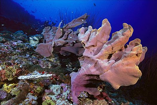 海绵,珊瑚,礁石,所罗门群岛