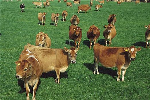 家牛,牧群,农场,新西兰