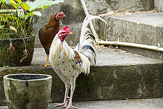 公鸡,库塔,巴厘岛,印度尼西亚