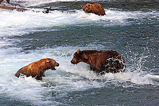 大灰熊,棕熊,两个,熊,水,威胁,行为,布鲁克斯河,卡特麦国家公园,保存,阿拉斯加,美国,北美