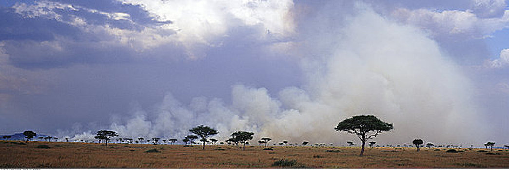 灌丛火灾,远景,马赛马拉,肯尼亚,非洲