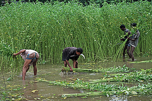 农民,收获,黄麻纤维,地点,纤维,困难,延迟,雨,价格,彩色,湿透,孟加拉,九月,2009年