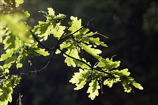橡树叶,叶子,栎属,逆光