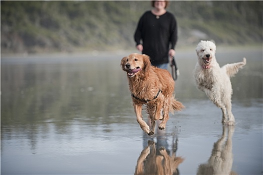 两只,狗,海滩