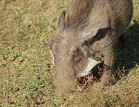 疣猪,非洲
