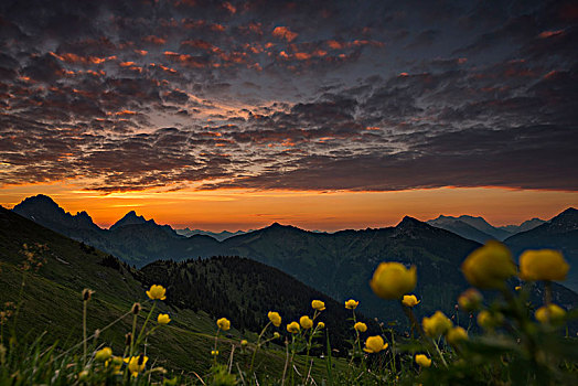 日出,后面,草地,花球,阿尔卑斯山,背景,提洛尔,奥地利,欧洲
