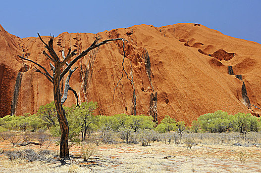干燥,树,站立,正面,乌卢鲁巨石,石头,乌卢鲁卡塔曲塔国家公园,澳大利亚