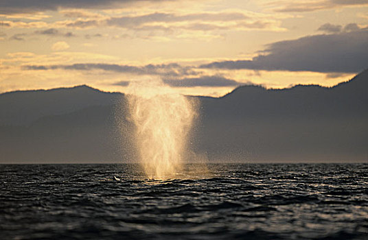 阿拉斯加,通加斯国家森林,雾气,空中,驼背鲸,大翅鲸属,呼吸,水面