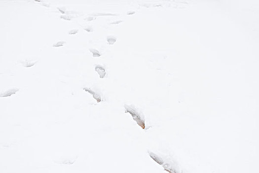 足迹雪地上的脚印