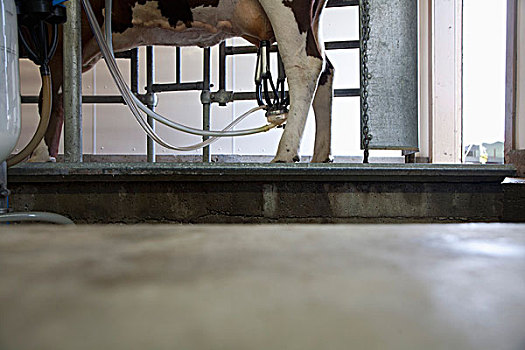 母牛,联结,挤奶,机器,牛棚