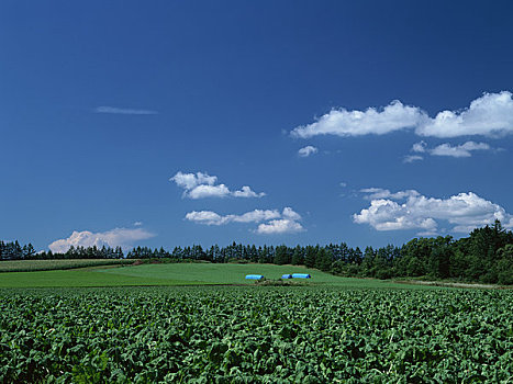 乡村风光