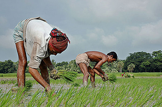 农民,植物,稻田,芽,地点,孟加拉,七月,2007年