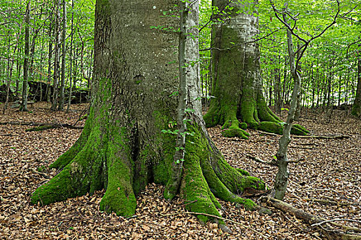 树林,巴伐利亚森林,巴伐利亚,德国
