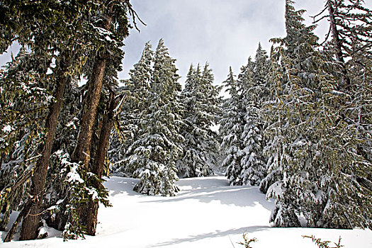 冬天,树,俄勒冈,美国