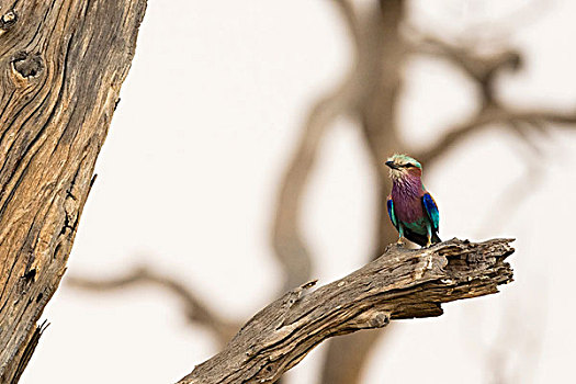紫胸佛法僧鸟,佛法僧属,萨维提,乔贝国家公园,博茨瓦纳,非洲
