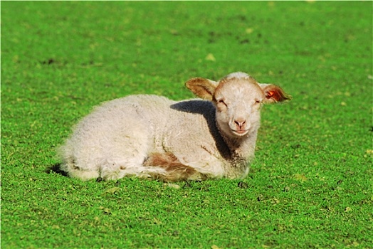 羊羔,躺着,草