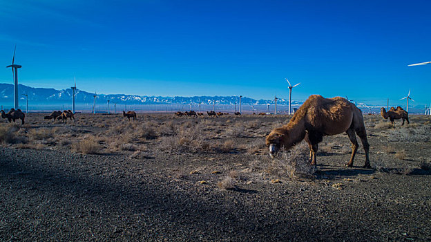 新疆郊外的骆驼