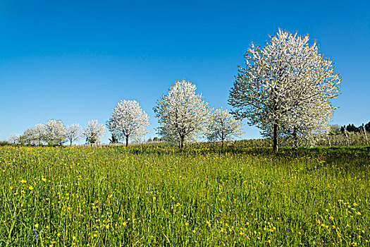 花,果树,春天,林道,康士坦茨湖,区域,巴伐利亚,德国,欧洲