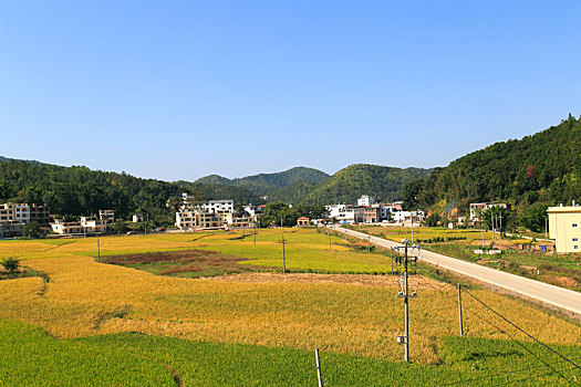 乡村金色稻田秋收大丰收