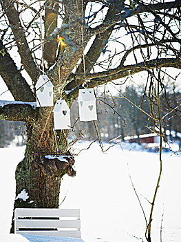 鸟,盒子,悬挂,树上,雪,花园
