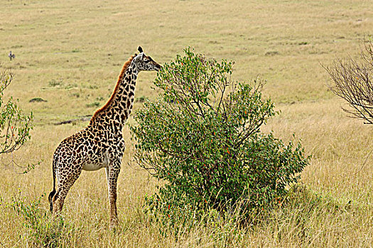 马赛长颈鹿,马塞马拉野生动物保护区,肯尼亚