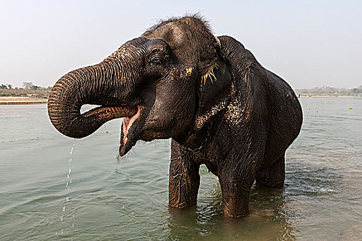 大象,东方,河,尼泊尔,亚洲