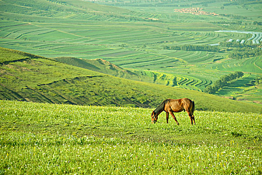 草原上吃草的马儿