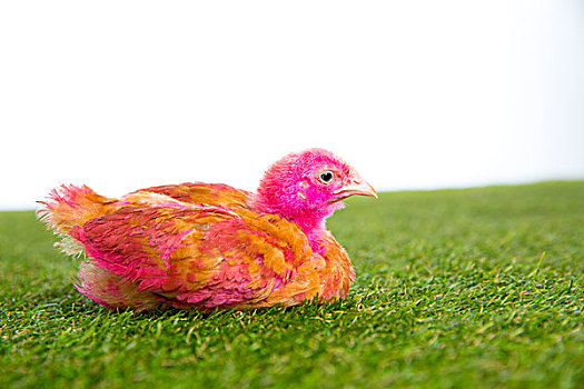 鸡,幼禽,母鸡,粉色,涂绘,草皮,草,白色背景