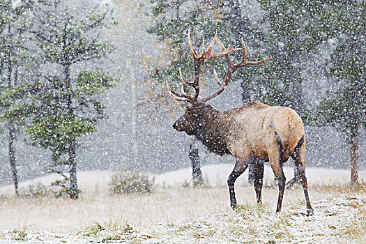 落基山,公麋鹿,秋天,雪