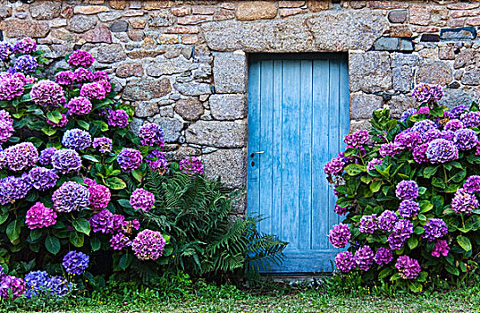 蓝色,门,特色,花冈岩,石头,房子,八仙花属,灌木丛,布列塔尼半岛,法国,欧洲