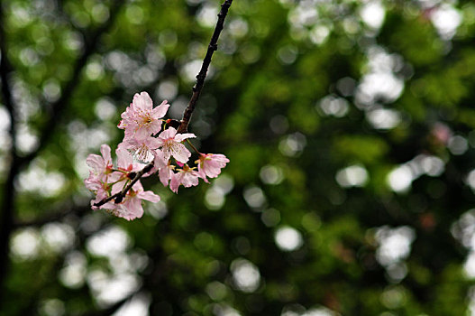 台湾樱花季,盛开的樱花