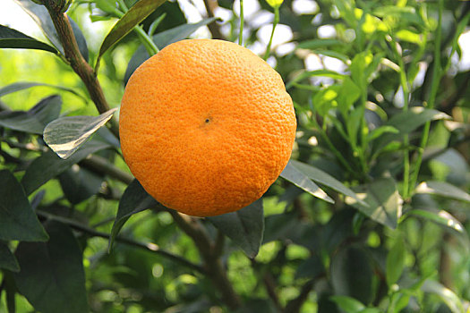 柑橘园,采摘