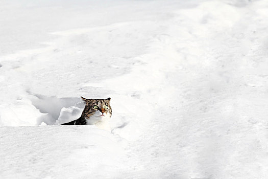 小,猫,看,室外,雪