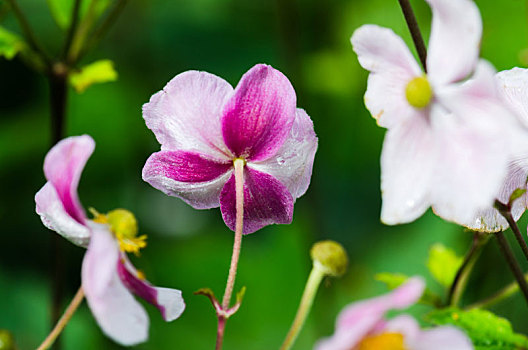 苍白,粉花,日本银莲花,特写