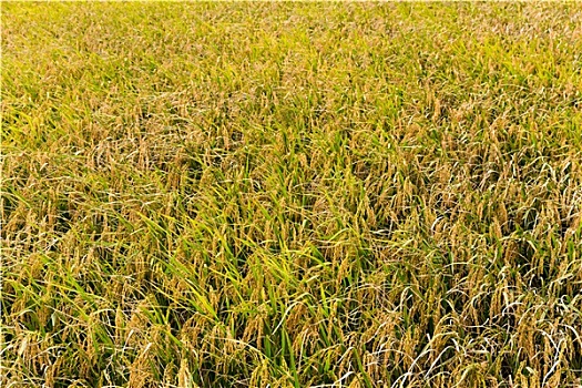 稻米,草地