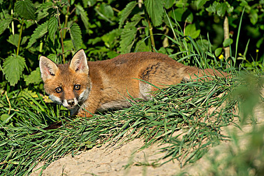 幼兽,红狐,狐属,莱茵兰普法尔茨州,德国,欧洲
