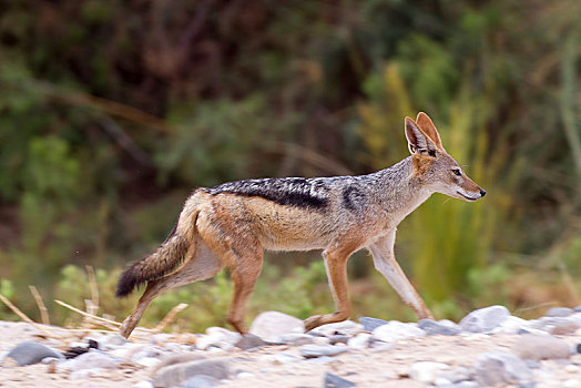 黑背狐狼,黑背豺,达马拉兰,区域,纳米比亚,非洲