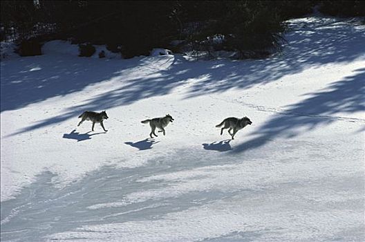 大灰狼,狼,三个,冰冻,湖,明尼苏达